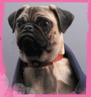 pugs in a blanket walter knoll florist quot pug in a blanket quot by c pugs in a blanket walter knoll florist quot pug in a blanket quot by c