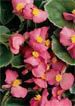 Plant & Flower Care