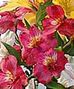 Peruvian Lilies!