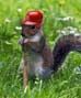 Cardinal Fever