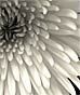 Fuji Mums!