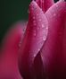 Tulips!