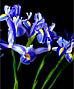 Iris Bouquets