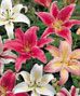 Oriental Lilies