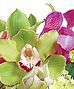 Freshly Cut Orchids