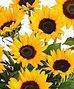 Sunflower Bouquets!
