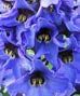 Delphinium!