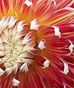 Dahlias!