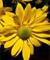 Daisy Pomps!