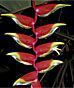 Exotics and Tropicals