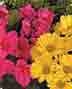 Flowering Plants