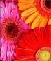 Gerbera Daisies!