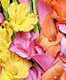 Glads