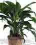 Green Plants