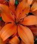 Asiatic Lily Bouquets