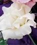 Lisianthus Bouquets!