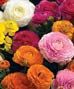Ranunculus
