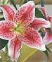 Stargazers!
