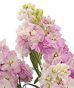 Fragrant Stock!