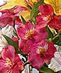 Peruvian Lilies!