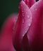Tulips!