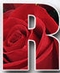 Summer Roses