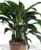 Green Plants