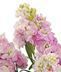 Fragrant Stock!