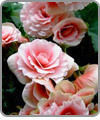 Begonia