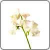 Sweet Pea
