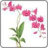 Orchid, Dendrobium