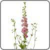 Larkspur