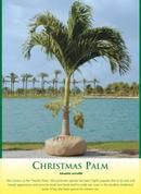 Adonidia Palm