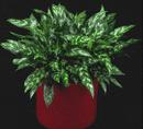 Aglaonema
