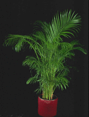 Areca Palm