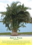 Areca Palm