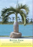 Bottle Palm