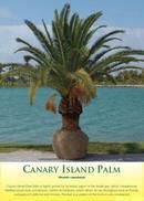 Canary Island Palm