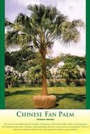 Chinese Fan Palm