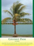Coconut Palm