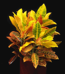 Croton