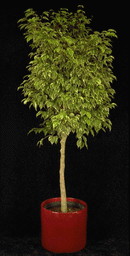 Ficus Vargigated