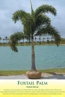 Foxtail Palm