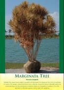 Marginata Tree