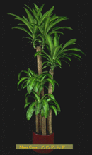 Mass Cane