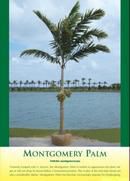 Montgomery Palm
