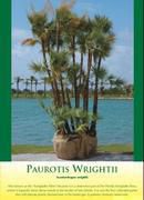 Paurotis Wrightii Palm