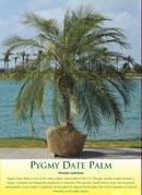 Phoenix Roebellini Palm