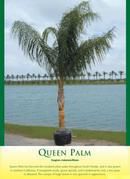 Queen Palm