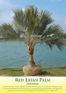 Red Latin Palm